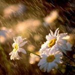 How could a Muslim develop a modest character?