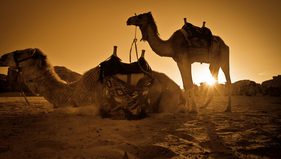 camels-desert