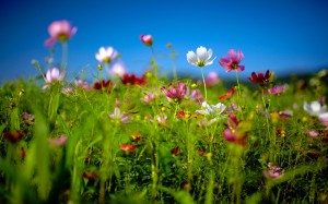 flowers-nature