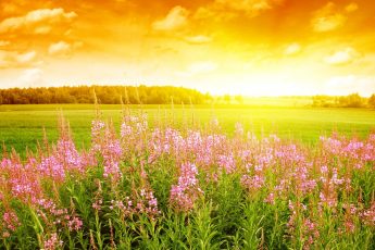 Muhammad’s Birth and the Sacred Covenant